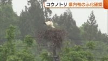 “コウノトリ”新潟県内初のふ化確認！親鳥がヒナに餌を与える様子も「静かに見守って」