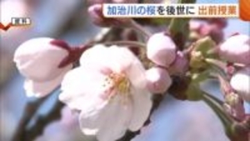 “加治川の桜”を後世に!地元の子どもたちへ歴史伝える出前授業「町の宝物を守り続けたい」新潟・新発田市