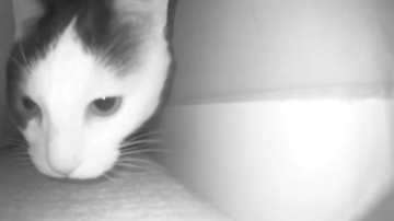 隠れ家を見つけた猫はプルプルと、鼻を鳴らすようれしげに