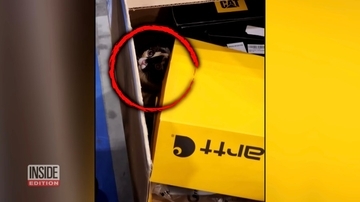 Amazonの返品箱に入った猫、6日後に倉庫職員に発見される