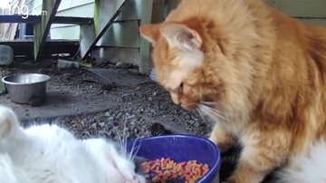 食事中に激しく求愛された猫、パンチを食らわし無言で立ち去る