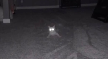 留守宅で飼い主の声に驚く猫、目から怪光線モードになる