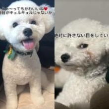 同じ犬とは思えない…奥さんと旦那さんへの対応で“別犬”になっちゃう表情差に驚き「旦那何した(笑)」