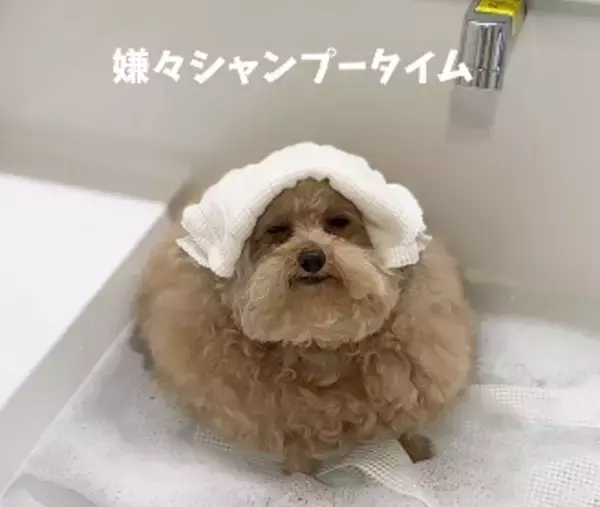まるで“歩くいなり寿司” シャンプー&カットされたトイプーの姿が話題「こんな可愛いわんこ初めて見ました」