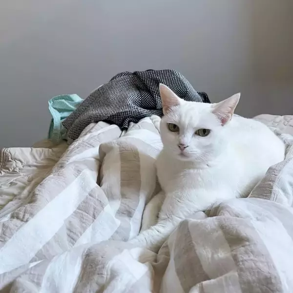 11年前コンビニ裏で保護された猫が…まさかの“大女優”に?「自分を北川景子だと思っている」「水を飲むだけで、この気品!」