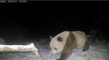 陝西省の秦嶺山脈で褐色パンダの映像を確認、6年ぶり11回目―中国