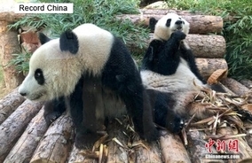 10頭のパンダが南京に大集合！「帰国子女」も―中国