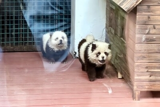 チャウチャウを染めて「パンダ犬」に 詐欺疑惑が浮上―江蘇省泰州市