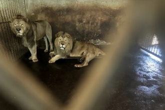 中国の野生動物園でアムールトラ20頭など多くの動物が異状死