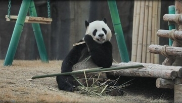 ジャイアントパンダ4頭が蘭州野生動物園でお披露目―中国