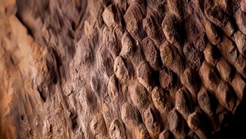 植物にも「うろこ」ができる？山西省陽泉市で大量の鱗木類化石を発見―中国