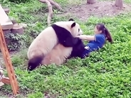 パンダ2頭が女性飼育員に襲い掛かる、来園客から悲鳴―中国