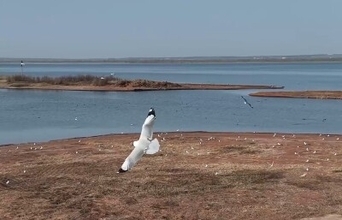 絶滅危惧鳥類のゴビズキンカモメ、中国最大の砂漠の淡水湖に今年初めて登場