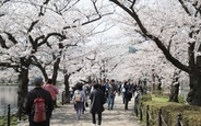 「桜＝日本」となった理由、模倣できない文化的な深み＝中国