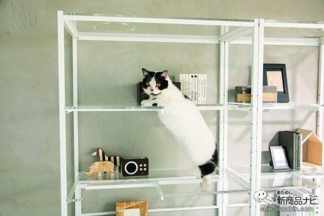 肉球もお腹も丸見え！ 猫の裏側を楽しめる家具『ネコの裏側を堪能できるアクリルディスプレイラック』が新発売！