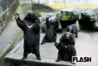 被害は過去最悪でも「クマ牧場」大人気…“腹ペコバレリーナ” ほか各園の “推しグマ” は? 風評被害は?
