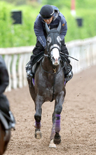 【京都新聞杯】アドマイヤテラは日本ダービーへのラストチャンスに意欲　陣営「距離が延びていい馬」