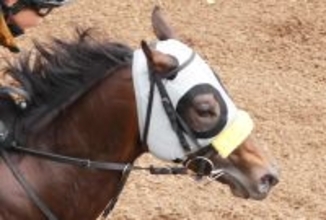 【日本ダービー】武豊騎手とコンビのシュガークンは坂路で軽快　清水久調教師「昨年より馬体に丸みが出た」