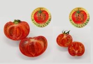 「第3回全国トマト選手権」開催！野菜ソムリエたちが審査し、各賞が決定