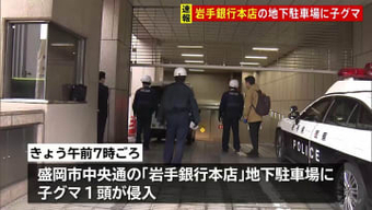 岩手銀行本店の地下駐車場に子グマ1頭侵入 駐車場を封鎖し対応を協議 岩手・盛岡市