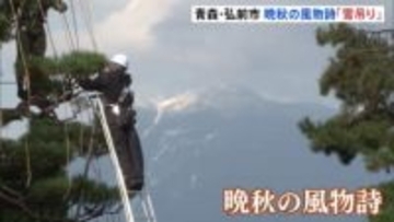 晩秋の風物詩「雪吊り」作業始まる 青森・弘前市の庭園