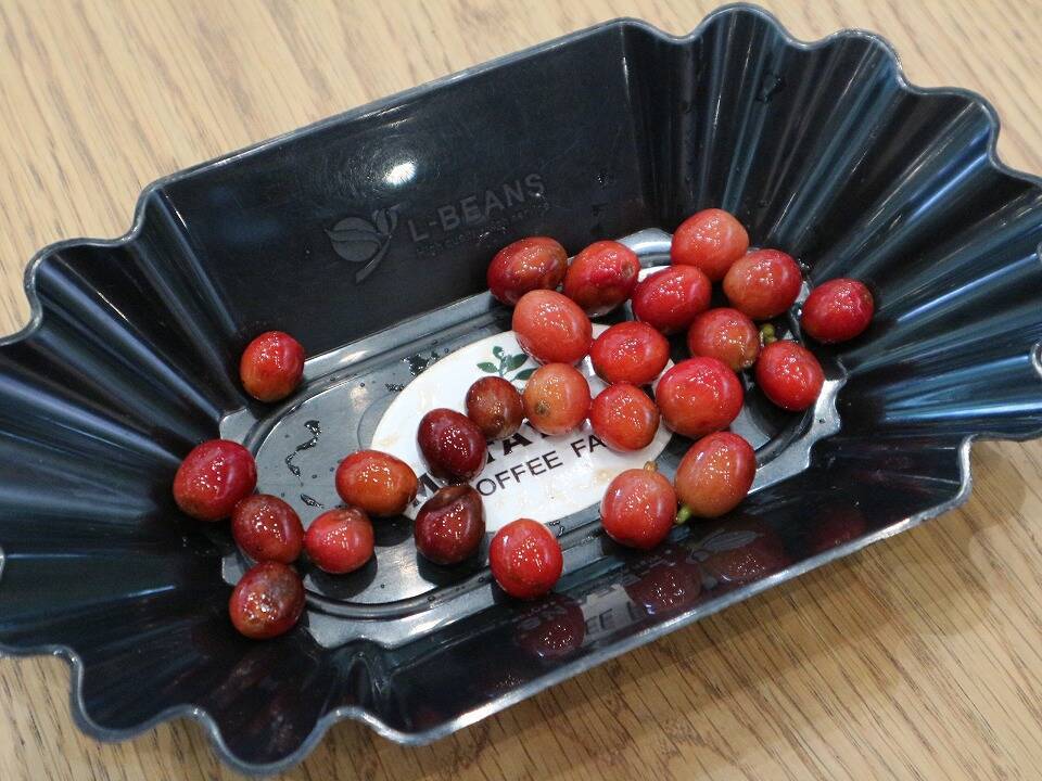 希少な沖縄産のコーヒーに魅せられる!ネスカフェ 原宿で貴重なコーヒー焙煎体験に挑戦