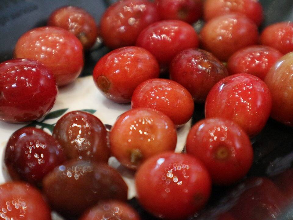 希少な沖縄産のコーヒーに魅せられる!ネスカフェ 原宿で貴重なコーヒー焙煎体験に挑戦