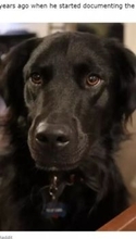 「同じ犬なの？」　白斑と診断された黒い被毛の犬、2年半で真っ白に変身！