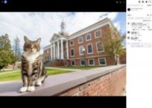 看板猫に学位の授与　大学のユニークな対応に「猫に学位を抜かされた」と笑いの声（米）