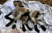 足が8本、オスメス両性具有のヤギが誕生。（クロアチア）