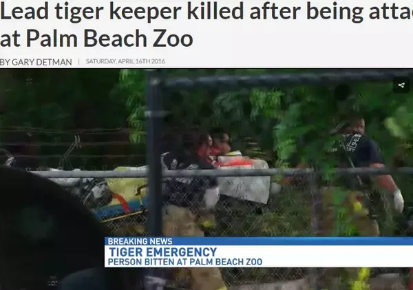 トラ急襲で女性飼育員が失血死　フロリダ州「パームビーチ動物園」で