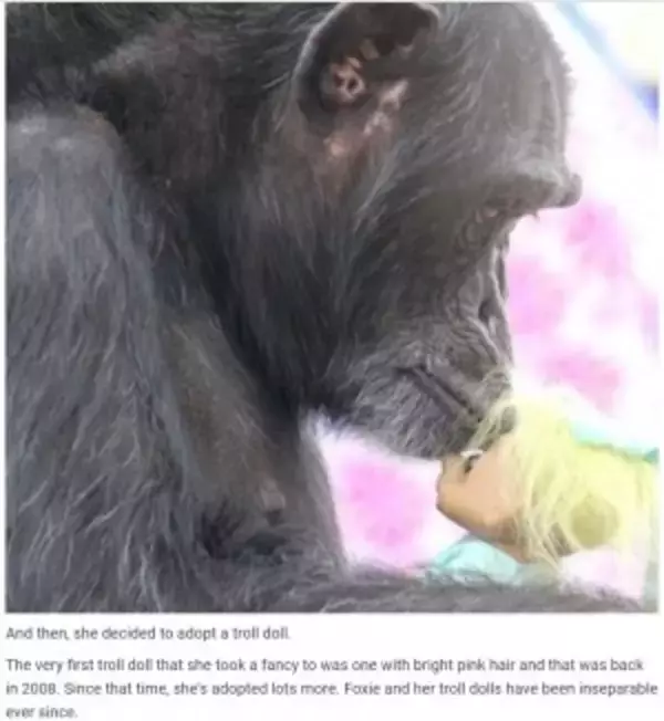 動物実験で子どもを奪われたチンパンジー　トロール人形を肌身離さず（米）