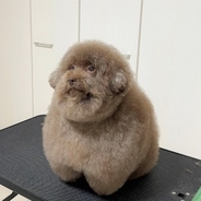「世界で最もかわいい犬」日本で暮らす、まんまるのトイプードルが海外で人気＜動画あり＞