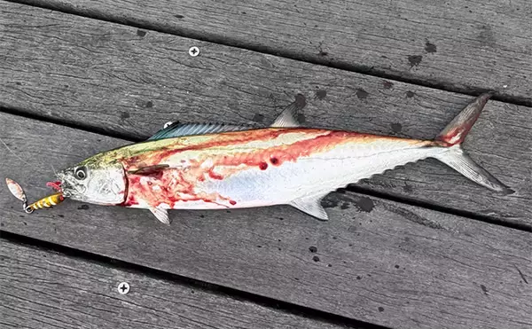 大阪湾奥LSJ釣行で45cm級サゴシ3本手中【泉大津】TGジグのストップ&ゴーで連発