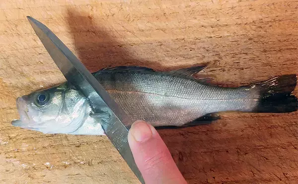 「人気釣魚で作る「刺身アレンジ」レシピ:セイゴの柚子ゴショウ和え 小型がオススメ」の画像