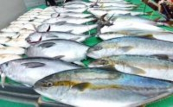 【沖釣り釣果速報】玄界灘の落とし込み釣り好調!10kg級ヒラマサ&ワラサ爆釣(福岡)