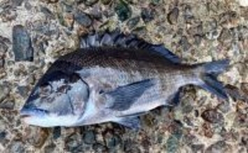 「キャッチ率70%越え?」クロダイを確実に釣りたいなら【カニジグヘッド釣法】がオススメ!