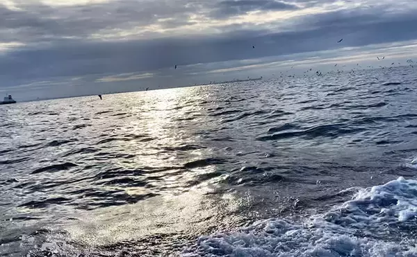 「伊勢湾奥キャスティングゲームで「サワラカッター2発」の洗礼に泣く ツバスは連発」の画像