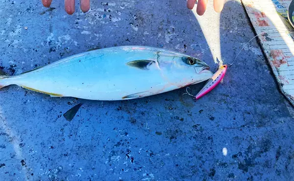 「伊勢湾奥キャスティングゲームで「サワラカッター2発」の洗礼に泣く ツバスは連発」の画像