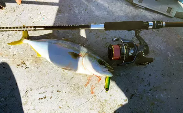 「伊勢湾奥キャスティングゲームで「サワラカッター2発」の洗礼に泣く ツバスは連発」の画像