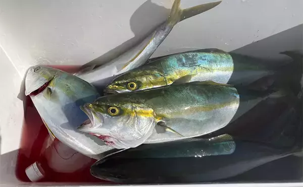 「伊勢湾奥キャスティングゲームで「サワラカッター2発」の洗礼に泣く ツバスは連発」の画像