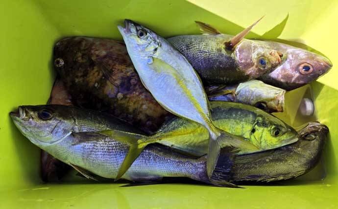 「海の中はまだ夏?」沖磯フカセ釣りでシイラにソーダカツオなど7魚種【西伊豆】