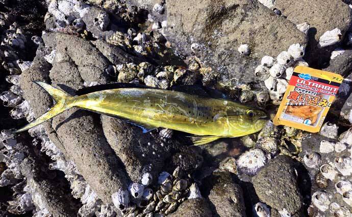 「海の中はまだ夏?」沖磯フカセ釣りでシイラにソーダカツオなど7魚種【西伊豆】