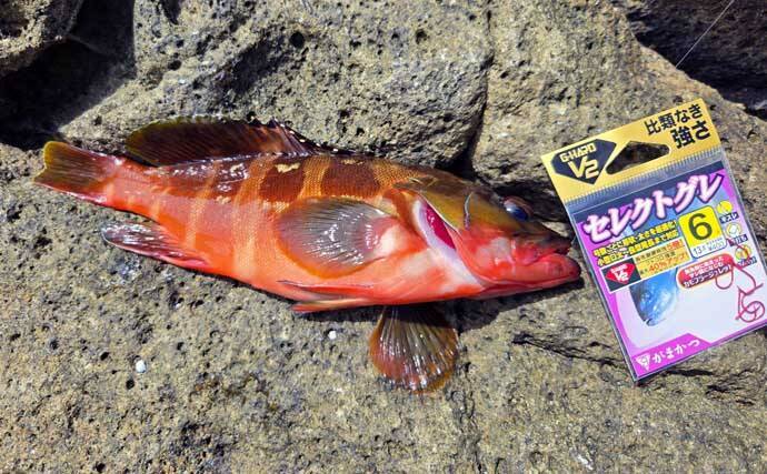 「海の中はまだ夏?」沖磯フカセ釣りでシイラにソーダカツオなど7魚種【西伊豆】