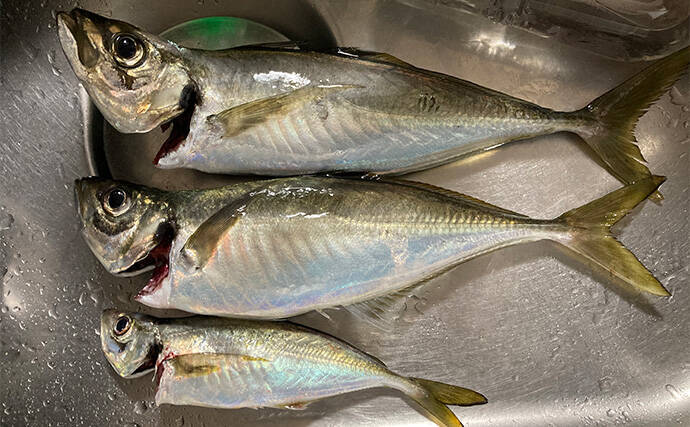 47cmギガアジ堂々浮上!【大阪】DEEPバチコンアジングで大型アジが船中連発