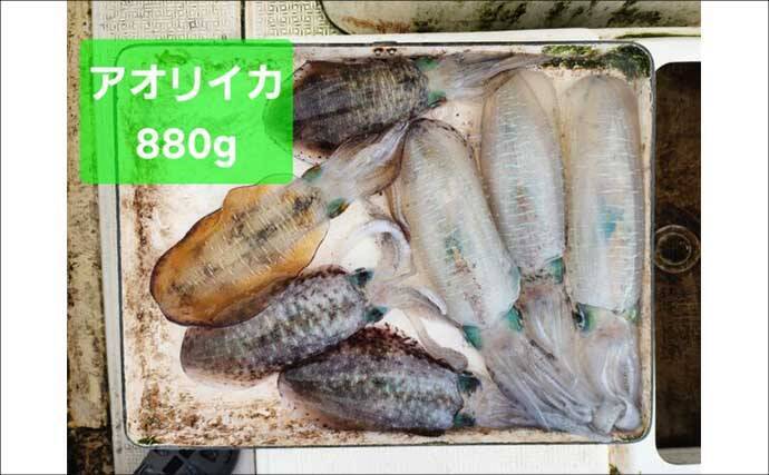 【沖のルアー釣果速報】ティップランでアオリイカ船中23匹!サオ頭は7匹をマーク(三重)