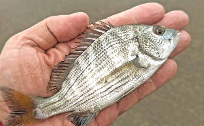 猫実川&塩浜三番瀬公園のハゼ釣りで37尾キャッチ【千葉】16cm超えウロハゼも登場