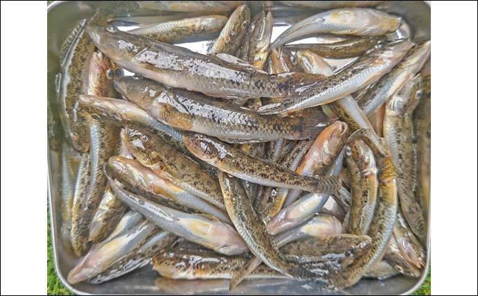 猫実川&塩浜三番瀬公園のハゼ釣りで37尾キャッチ【千葉】16cm超えウロハゼも登場