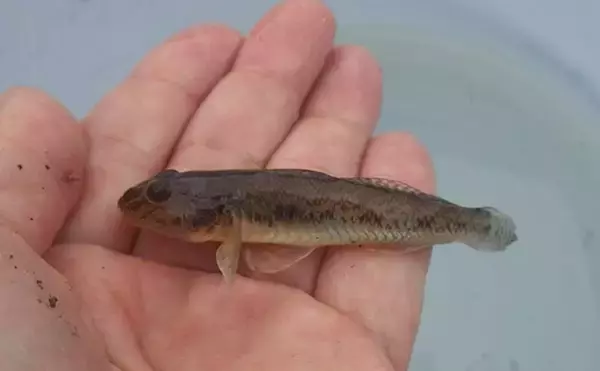 「旧江戸川河口のハゼ釣りで「探って誘って」マハゼ8匹を手中【千葉】速い流れに苦戦」の画像