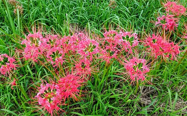 「見かけても絶対触っちゃダメ!」 釣り場で見かける有毒&危険植物3選